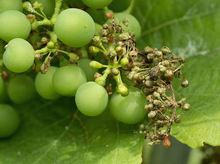 fete-vendanges-neuchatel